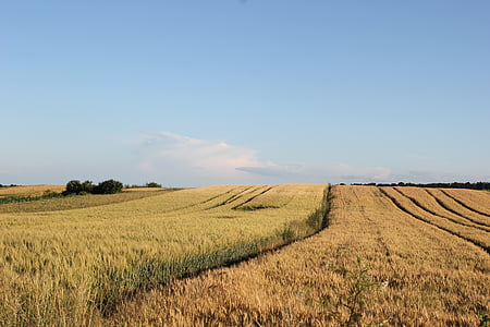 agriculture, wheat, field, harvest, plant