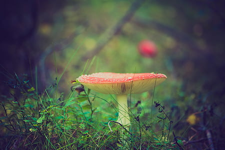 fly agaric, mushroom, red, poisonous, toxic, toadstool, fungus