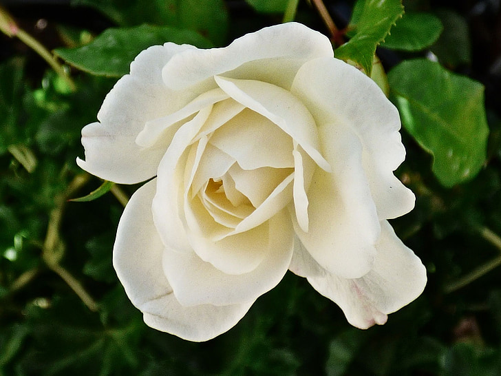 Rose, bela, cvetnih listov, cvet, narave, Poroka, cvet