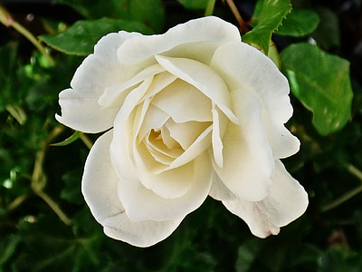 Роза, Белый, лепестки, цветок, Природа, Свадьба, Блоссом