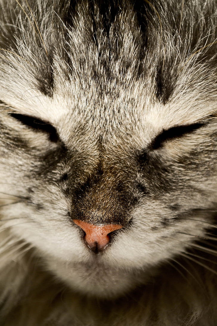 katt, Cat näsa, katzenschnautze