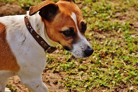 jack russell, terrier, play, meadow, race, dog, animal
