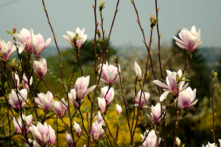 Magnolia, virágok, tavaszi, virág, természet, növény, növekedés