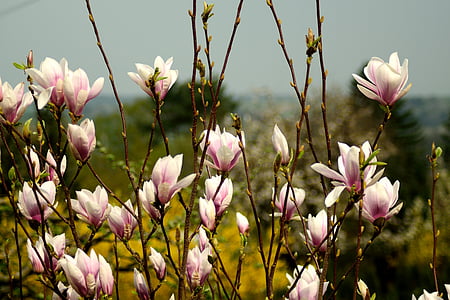 magnolijas, ziedi, Pavasaris, puķe, daba, augu, pieaugums