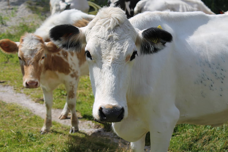 krava, hovädzí dobytok, zvieratá, krajiny, mliečne výrobky, pasienky, hospodárskych zvierat