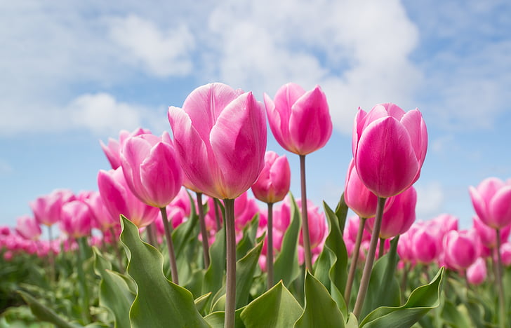 pink, tulip, bulb, field, spring, flower, nature