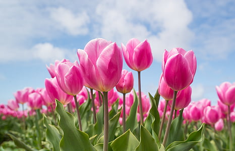 roz, Tulip, bec, câmp, primavara, floare, natura