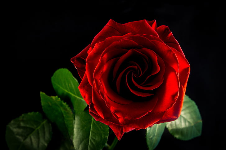 Троянда, квітка, цвітіння, цвітіння, Природа, Червона троянда, червоний