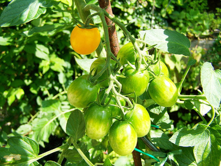 tomate, imaturo, produtos hortícolas
