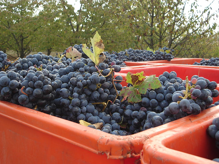 winogron, Vintage, jesień, Natura, Śruba, Winnica, wino