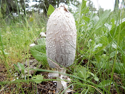 houby, Příroda, Underwood, podzim