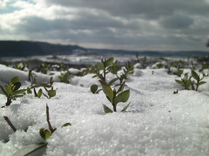 snow, close, winter, plant, eiskristalle, snowy, wintry