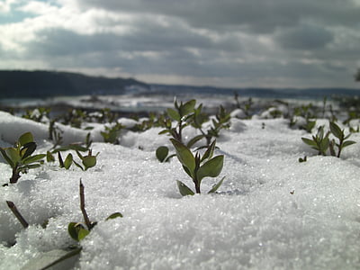 tuyết, đóng, mùa đông, thực vật, eiskristalle, tuyết rơi, wintry