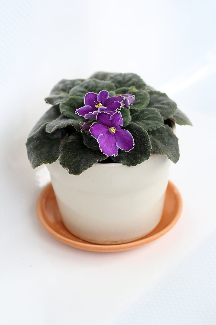 Violet, in een pot, binnen plant, bloem, plant, kamerplant, Indoor