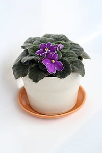 Violet, v hrnci, vnútorné zariadenia, kvet, rastlín, Izbová rastlina, Krytý