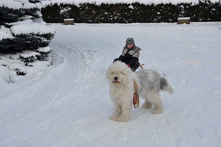 musim dingin, slide, anjing, Anak laki-laki