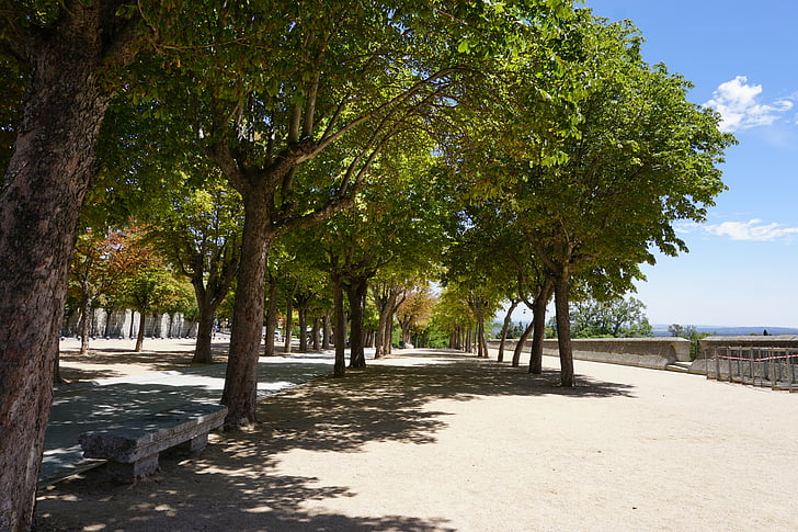 Espagne, arbres, été, benne basculante, arbre, plage, à l’extérieur