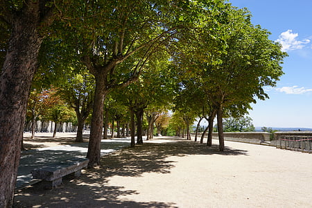 Espanha, árvores, Verão, despejo, árvore, praia, ao ar livre
