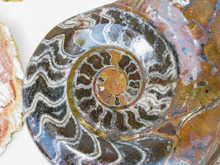 fossile, forstenet, petrification, sneglen shell
