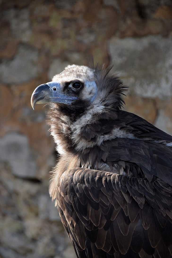 vulture, black vulture, falkner, raptor, bird of prey, bird, falconry