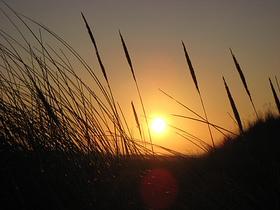 grasses, back light, sunset