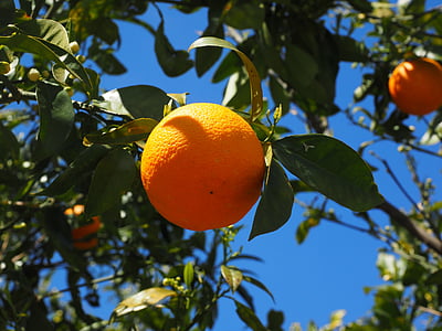 помаранчевий, фрукти, помаранчевий дерево, Цитрусові фрукти, дерево, Барвінок, цитрусові