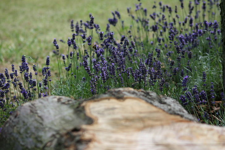 lavender, log, seat, purple, wood, wooden, green