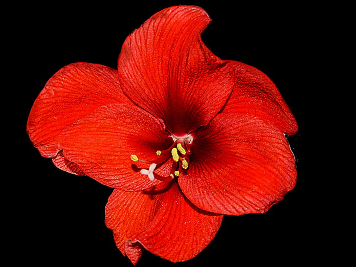 Amaryllis, vermell, flor, flor, fons negre, natura, planta