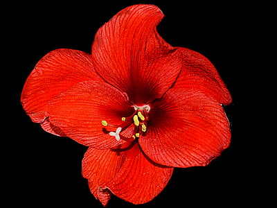 Amaryllis, Red, floare, floare, fundal negru, natura, plante