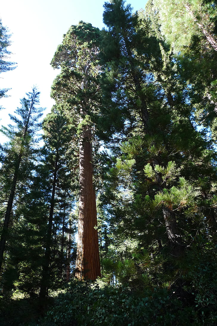 redwood, tree, nature, forest, wood, sequoia, california