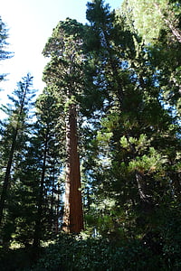 Redwood, puu, loodus, metsa, puit, Sequoia, California