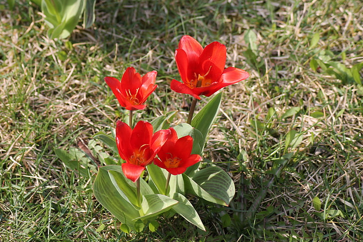 Prado, flor, tulipanes, rojo, primavera, Prado de la flor