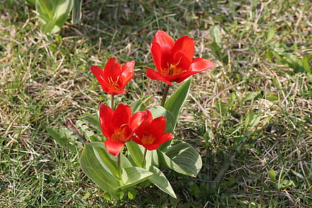 louka, květ, tulipány, červená, jaro, Květinová louka