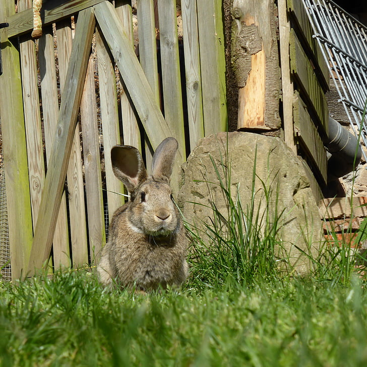 coniglio, Pasqua, coniglio nano, lepre, carina, giardino, prato