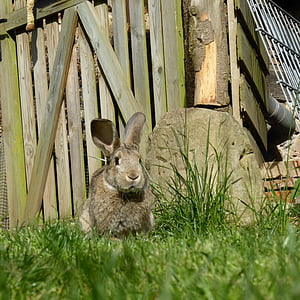 rabbit, easter, dwarf rabbit, hare, cute, garden, meadow
