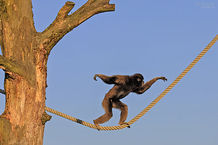 berber monkey, monkey, monkeys, zoo, rope, tightrope
