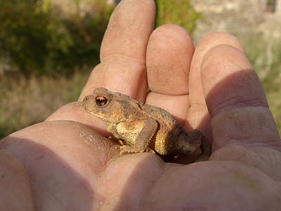 toad, sapito, batrachian, hand, breeding, bufo bufo, rough skin