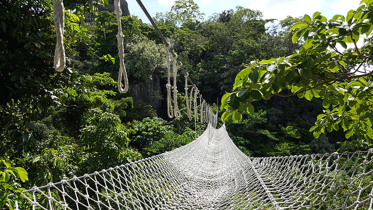 bridge, forest, hanging bridge, net, outdoors, tree, day