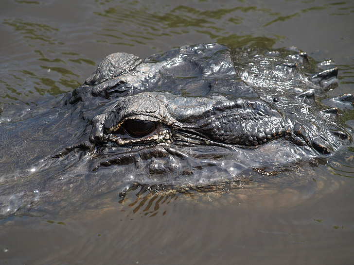 Alligator, Florida, Everglades, reptil, vatten, ögon, Predator
