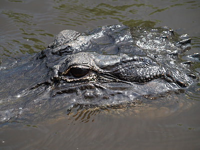 aligátor, Florida, Everglades, plaz, voda, oči, predátor