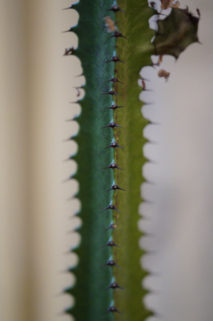 Cactus, Spur, stekelig, Sting, sluiten, plant, natuur