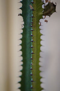 cactus, spur, prickly, sting, close, plant, nature