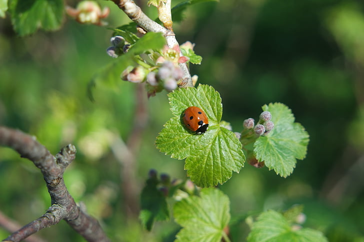 spring, currant, ladybird