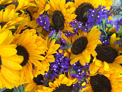 bunga matahari, kuning, bunga, alam, musim panas, mekar, sukacita
