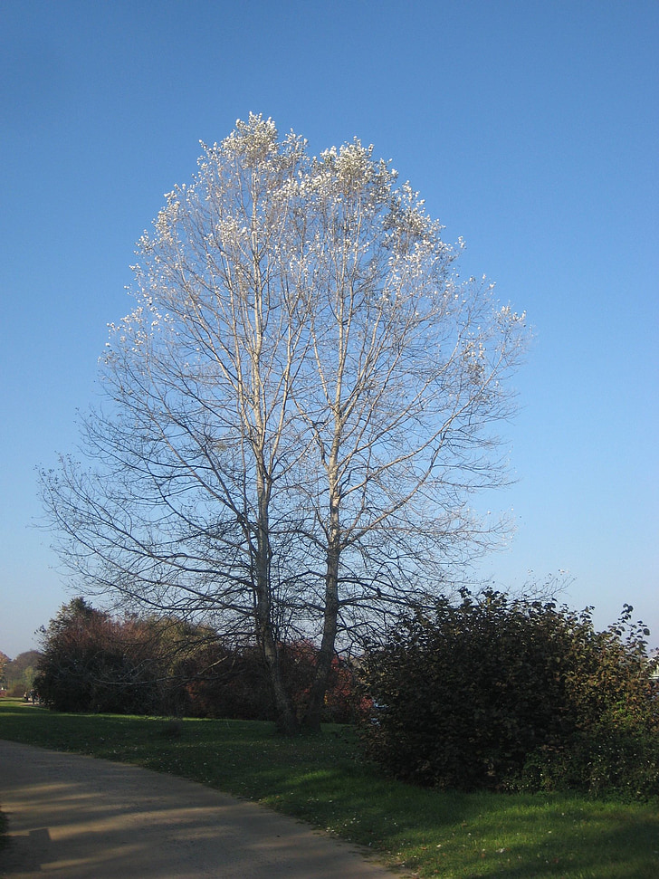 Baum, Herbst, Babelsberg