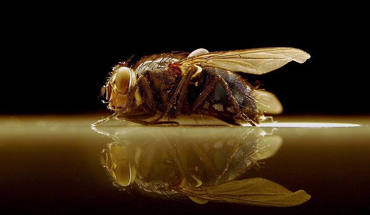 hmyz, Fly, Příroda, zvíře, Zavřít