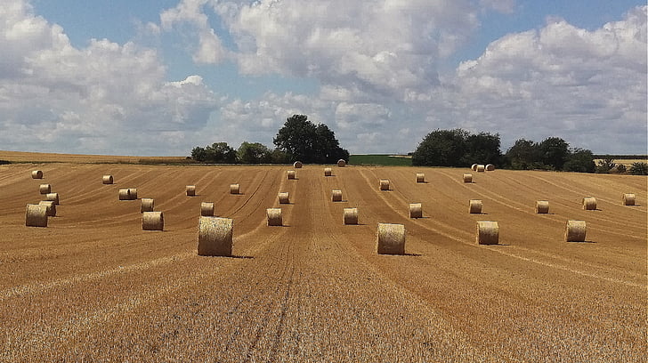 harvest, field, agriculture, straw, field crops, harvested, straw bales