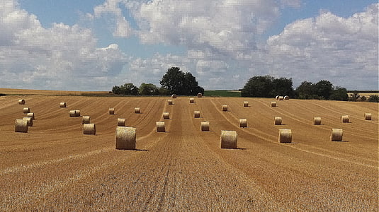 harvest, field, agriculture, straw, field crops, harvested, straw bales
