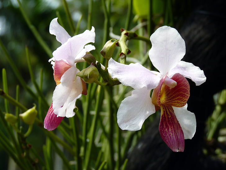 lilled, orhideed, valge