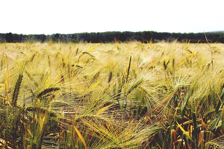 Gersten, campo dell'orzo, cereali, grano, cibo, campo, campo di mais